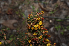 Eutaxia microphylla, photograph (c) Greg Tasney, some rights reserved (CC BY-SA)