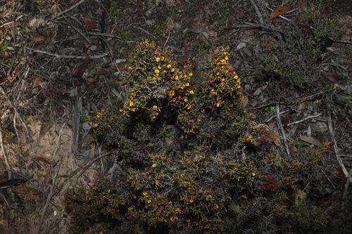 Eutaxia microphylla, photograph 4