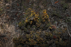 Eutaxia microphylla, photograph (c) Greg Tasney, some rights reserved (CC BY-SA)