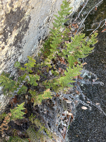 Myriopteris clevelandii observed 2026-09-26