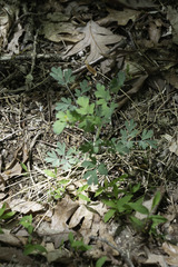 Capnoides sempervirens