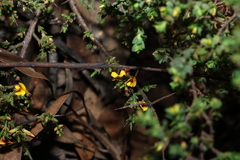 Eutaxia microphylla