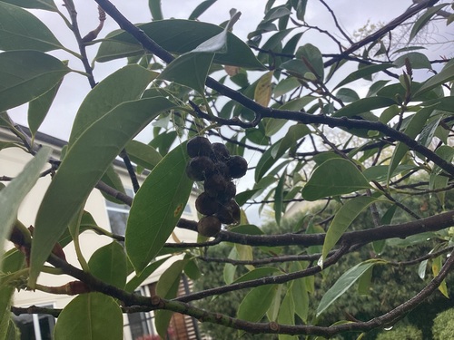 Common Bird-dropping Spider