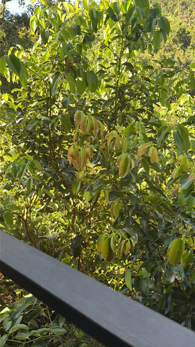 Ceylon cinnamon