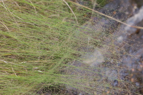 Muhlenbergia uniflora, 2026-09-26