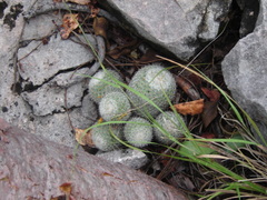 Mammillaria haageana