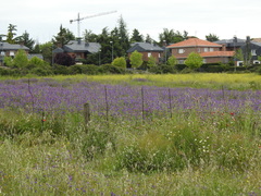 Echium plantagineum