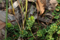 Kunzea pomifera