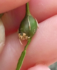 Zapatella quercusphellos