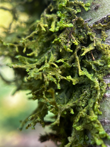 Porella cordaeana, 2026-09-26