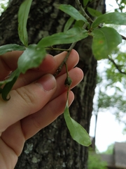 Zapatella quercusphellos