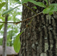 Zapatella quercusphellos