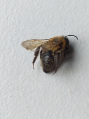 Andrena scotica
