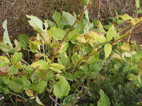 Valeriana sitchensis, 2026-09-24