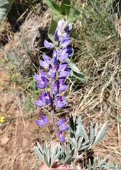 Lupinus sericeus