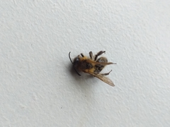 Andrena scotica