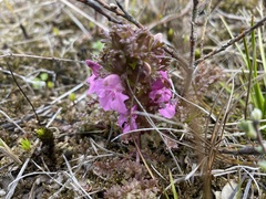 Pedicularis sylvatica