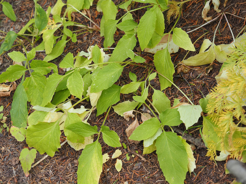 Valeriana sitchensis, 2026-09-24