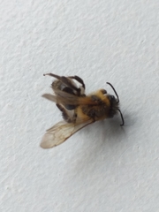 Andrena scotica