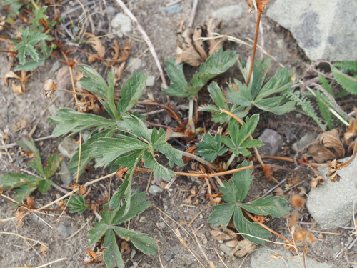 Potentilla diversifolia observed 2026-09-24