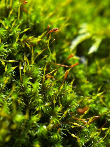 Bucklandiella heterosticha observed 2026-09-26
