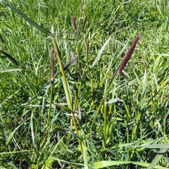 Alopecurus pratensis