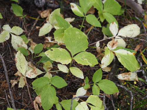 Valeriana sitchensis, 2026-09-24