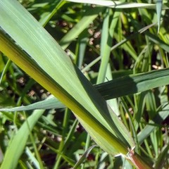 Alopecurus pratensis