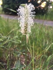 Plantago media