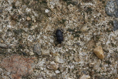 Blindus strigosus