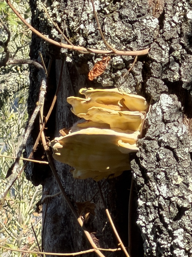 Western Hardwood Sulphur Shelf · September 2026 · photo: Photo: (c) Irina Mitine, some rights reserved (CC BY) · iNaturalist