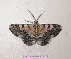 Hymenomima semialba