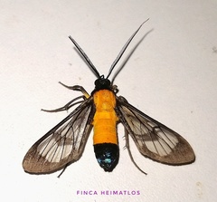 Cosmosoma intensa