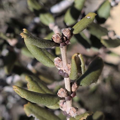 Ceanothus crassifolius, photograph 1