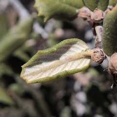 Ceanothus crassifolius, photograph author not stated, no rights reserved