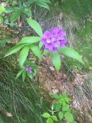 Cardamine pentaphyllos