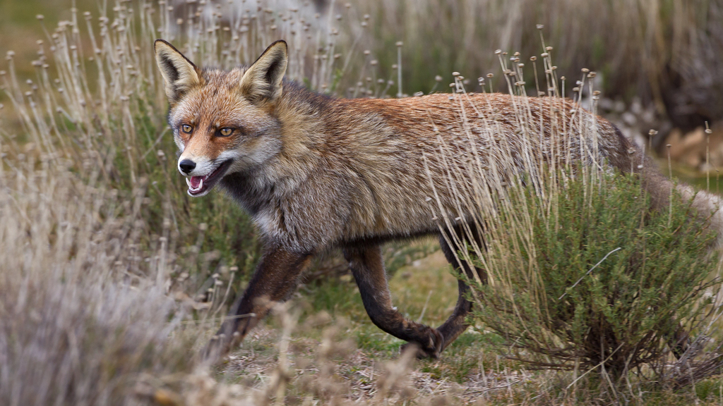 Iberian common fox
