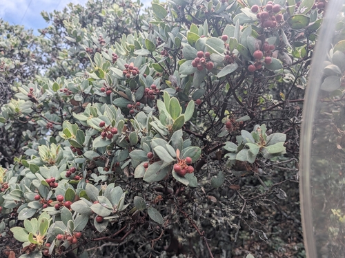 Arctostaphylos glandulosa