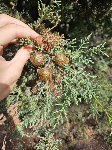 Cupressus sargentii observed 2026-09-26