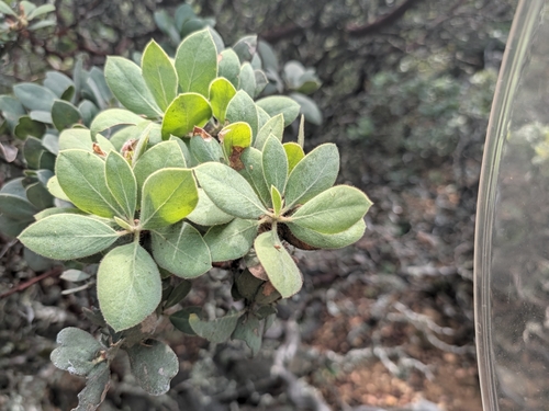 Arctostaphylos glandulosa, photograph 1