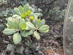 (c) Konshau Duman, some rights reserved (CC BY) Arctostaphylos glandulosa, photograph (c) Konshau Duman, some rights reserved (CC BY)