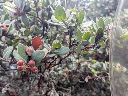 Arctostaphylos glandulosa, photograph 2