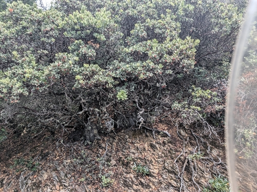 Arctostaphylos glandulosa, photograph 3