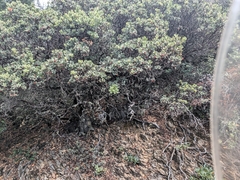 (c) Konshau Duman, some rights reserved (CC BY) Arctostaphylos glandulosa, photograph (c) Konshau Duman, some rights reserved (CC BY)