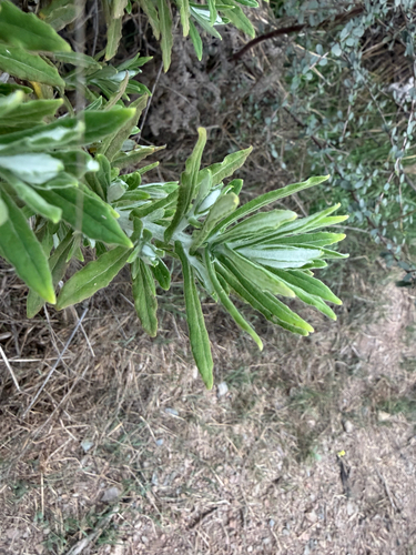Pseudognaphalium biolettii, 2026-09-26