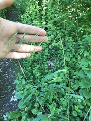 Bromus benekenii