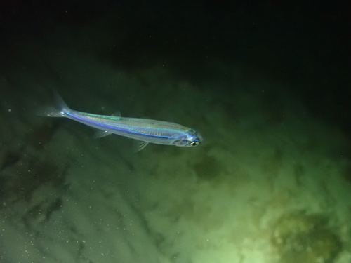 Atherinomorus vaigiensis observed 2026-09-24