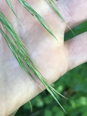 Bromus benekenii