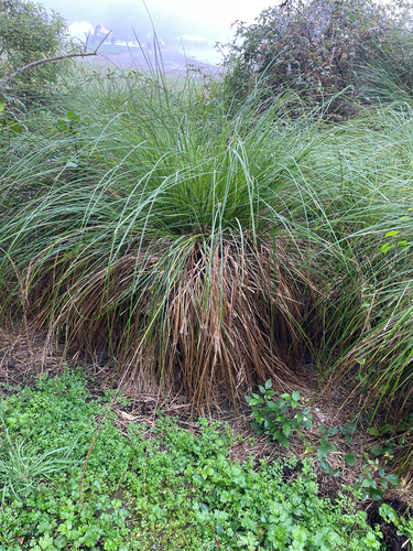 Carex secta, photograph 1