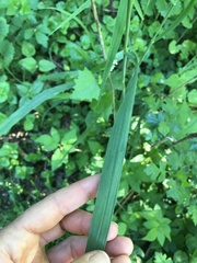 Bromus benekenii